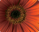 Gerbera...
